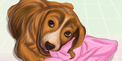 Pare o comportamento destrutivo em cães