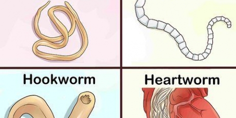 Identificando diferentes vermes em cães