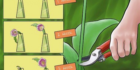 Cuidando de tulipas recém-colhidas