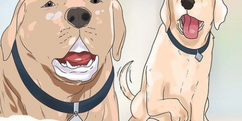 Construindo confiança com um cão maltratado
