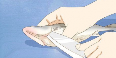 Filetagem de peixe