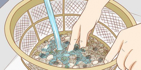 Colocando peixes em um novo aquário