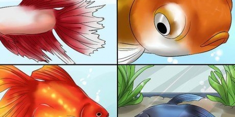 Tratamento de doenças de peixes