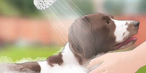 Mantenha as moscas longe dos cães