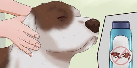 Matando pulgas em cães