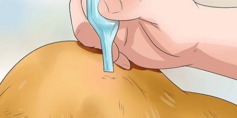 Mantenha as pulgas longe dos cães