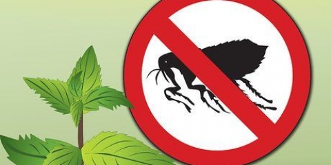 Remova as pulgas com hortelã