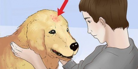 Tratamento de picadas de pulgas em cães
