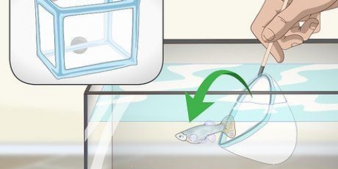 Cuidando dos filhotes de guppies