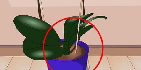 Cuidando das plantas de interior