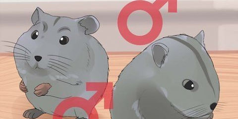 Cuidando de hamsters anões chineses