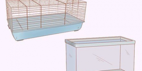 Cuidando de hamsters anões