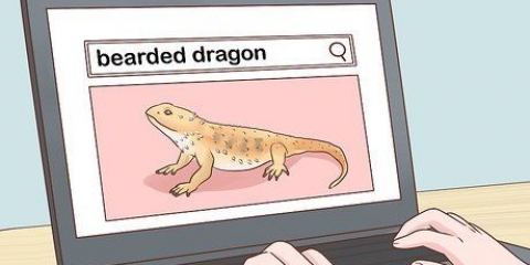 Cuidando de um dragão barbudo
