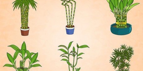 Cuidando de uma planta de bambu