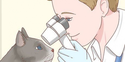 Cuidar de um gato cego