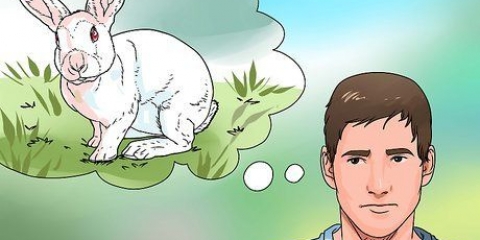 Cuidar de um coelho ao ar livre