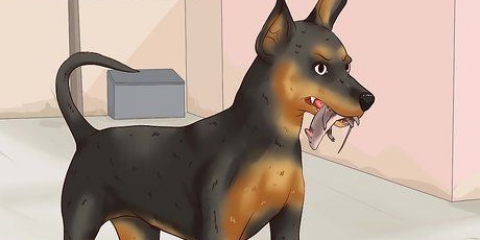 Cuidando de um pinscher miniatura