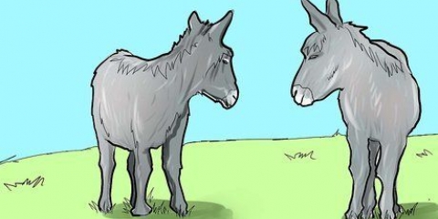 Cuidando de um burro