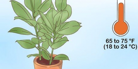 Cuidando de um ficus
