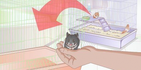 Cuidar de um hamster que está doente ou morrendo