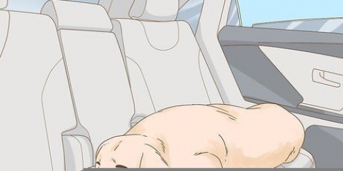 Cuidar de um cão que foi castrado