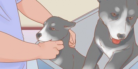 Cuidando de um husky