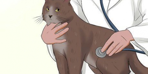 Cuidando de um gato com felv