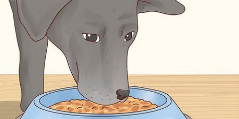 Cuidando de um labrador retriever