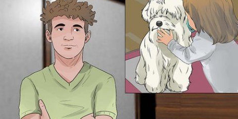 Cuidando de um maltês