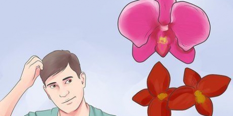 Cuidando de uma orquídea em sua casa