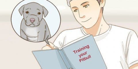 Cuidando de um filhote de pitbul