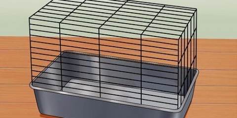 Cuidando de um hamster anão russo