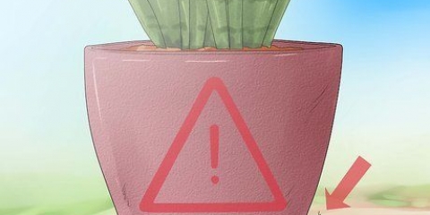 Cuidando de uma sansevieria