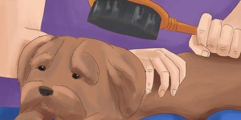 Cuidando de um shih tzu