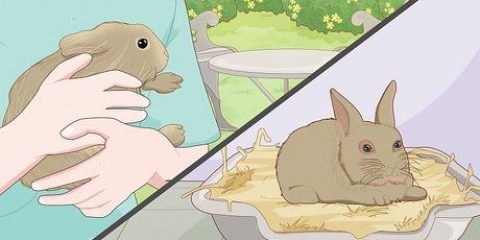 Cuidando de um coelho manso