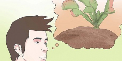 Cuidando de um papa-moscas de vênus