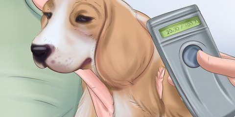 Cuidar de um cão abandonado