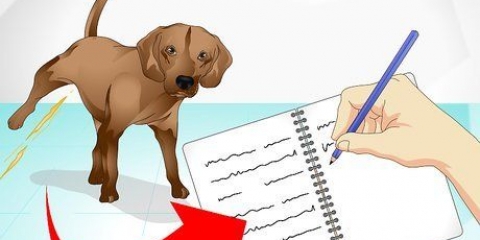 Cuidar de um cão doente
