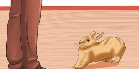 Cuidar de uma coelha grávida
