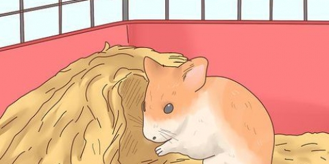 Cuidando de bebês de hamster