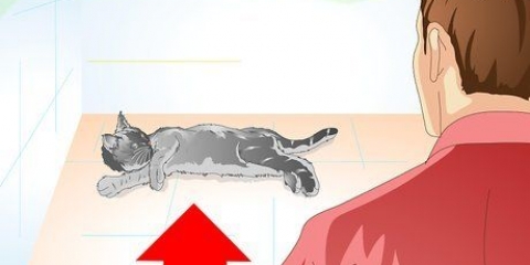 Cuidar do seu gato após a esterilização ou castração