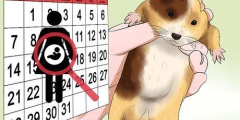 Cuidando de hamsters recém-nascidos