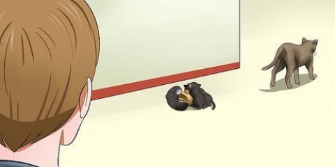 Cuidando de gatinhos recém-nascidos