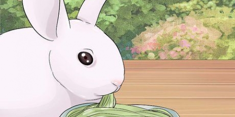 Cuidando de coelhos recém-nascidos