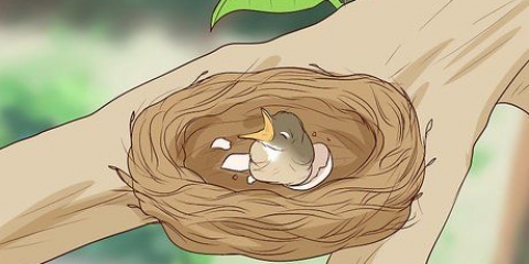 Cuidando de pássaros recém-nascidos