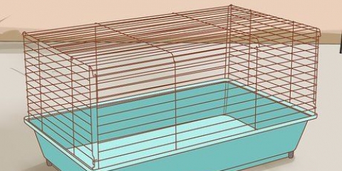 Cuidando de hamsters sírios