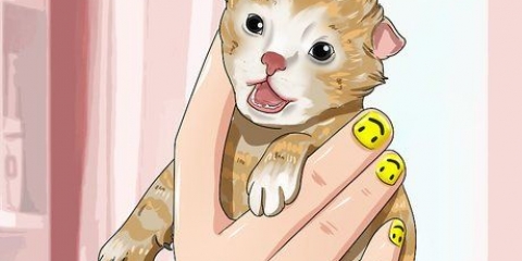 Cuidar de gatinhos órfãos com menos de três semanas de idade