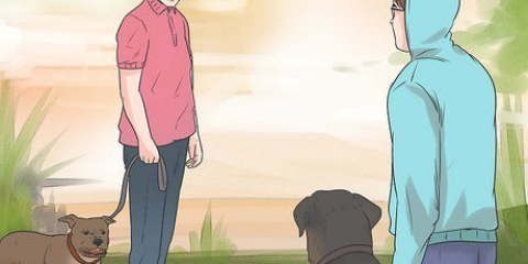 Impedir que um cão ladre para outros cães