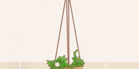 Impedindo que um gato coma plantas