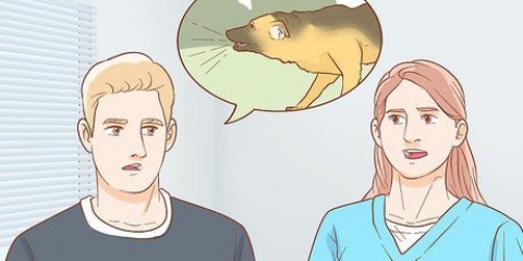 Evitando que seu cão te acorde à noite